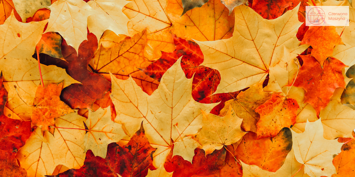 Jesienny stół - liście